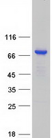 Coomassie blue staining of purified KBTBD11 protein