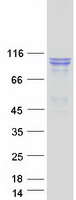 proto94855 sec24d human recombinant protein