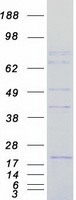Coomassie blue staining of purified FCHSD2 protein