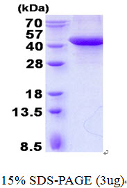 3ug by SDS-PAGE under reducing condition and visualized by coomassie blue stain.