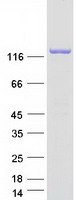 Coomassie blue staining of purified CLSTN1 protein