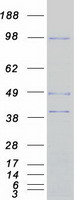 Coomassie blue staining of purified ARHGEF15 protein