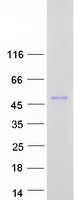 Coomassie blue staining of purified ALX3 protein
