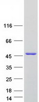 proto95149 snurportin1 snupn human recombinant protein