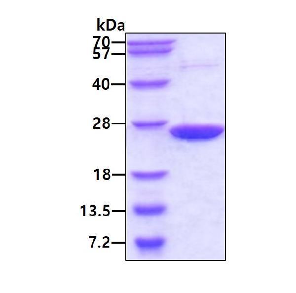 3ug by SDS-PAGE under reducing condition and visualized by coomassie blue stain