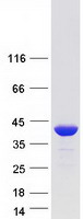 Coomassie blue staining of purified AKR7A3 protein