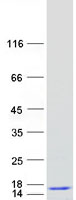 proto95164 ubl3 human recombinant protein