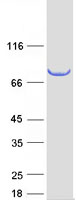 proto95171 scel human recombinant protein
