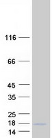 proto95177 c16orf3 human recombinant protein