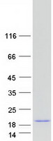 proto95183 vamp5 human recombinant protein