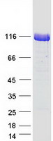 proto95185 unc5c human recombinant protein