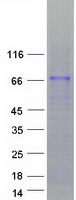 proto95201 znf205 human recombinant protein