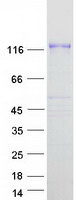 proto95206 pcdh8 human recombinant protein