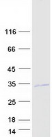 proto95231 ventx human recombinant protein