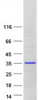 proto95249 gosr1 human recombinant protein