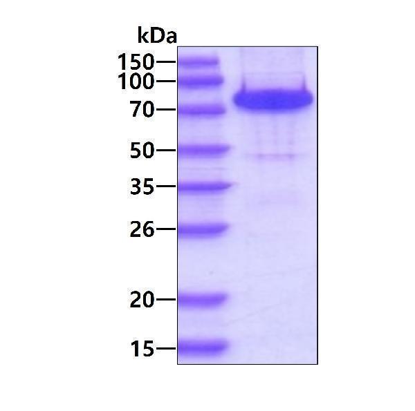 3ug by SDS-PAGE under reducing condition and visualized by coomassie blue stain