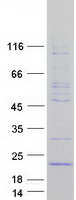 proto95257 gadd45g human recombinant protein