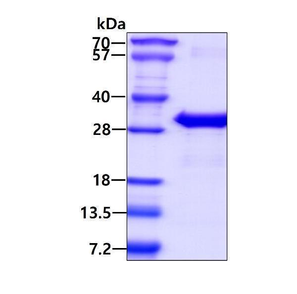 3ug by SDS-PAGE under reducing condition and visualized by coomassie blue stain