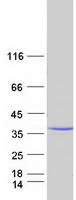 Coomassie blue staining of purified MPZL1 protein