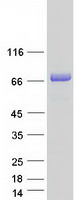proto95302 fkbp9 human recombinant protein