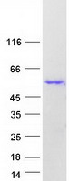 Coomassie blue staining of purified CELF2 protein