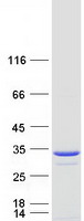 proto95336 pgls human recombinant protein