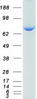 proto95352 atg7 human recombinant protein