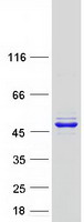 Coomassie blue staining of purified FARS2 protein