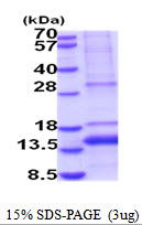 3ug by SDS-PAGE under reducing condition and visualized by coomassie blue stain
