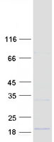 proto95424 dexi human recombinant protein
