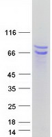 Coomassie blue staining of purified BAG4 protein