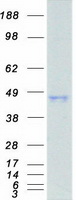 Coomassie blue staining of purified AHSA1 protein