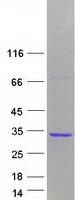 proto95619 gas41 yeats4 human recombinant protein