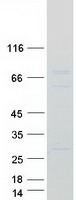 proto95628 cnot4 human recombinant protein
