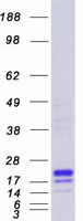 proto95711 md1 ly86 human recombinant protein