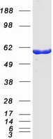 proto95747 oxsr1 human recombinant protein