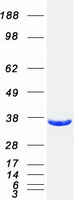 proto95749 ggps1 human recombinant protein