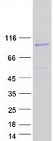 Coomassie blue staining of purified SEMA4F protein