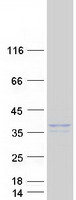 Coomassie blue staining of purified RAB36 protein