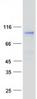 proto95803 ndst3 human recombinant protein