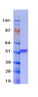 proto95822 mlycd human recombinant protein