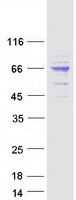 proto95831 aif aifm1 human recombinant protein