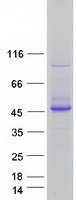 proto95861 bpnt1 human recombinant protein