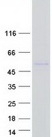 proto95864 fads2 human recombinant protein