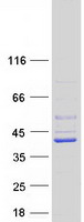 proto95900 trub2 human recombinant protein