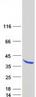 Coomassie blue staining of purified SYF2 protein