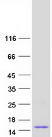 Coomassie blue staining of purified SCGB1D2 protein