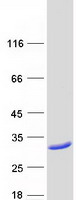 proto96007 mocs2 human recombinant protein