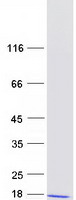 proto96015 dynein light chain dnal4 human recombinant protein