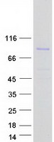 proto96018 mint3 apba3 human recombinant protein